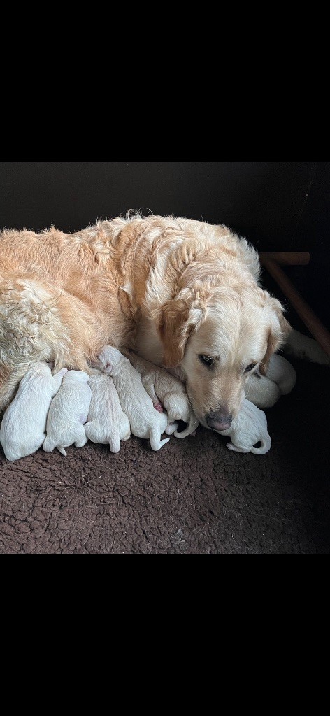 chiot Golden Retriever de l'Ecurie des Grands Bois