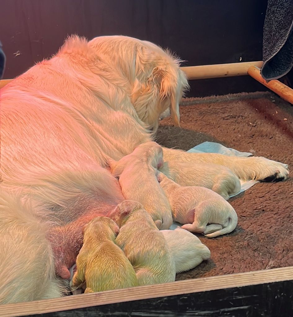 chiot Golden Retriever de l'Ecurie des Grands Bois