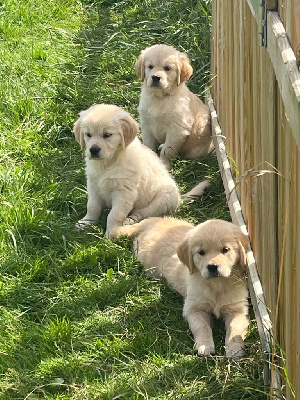 de l'Ecurie des Grands Bois - Golden Retriever - Portée née le 08/05/2024