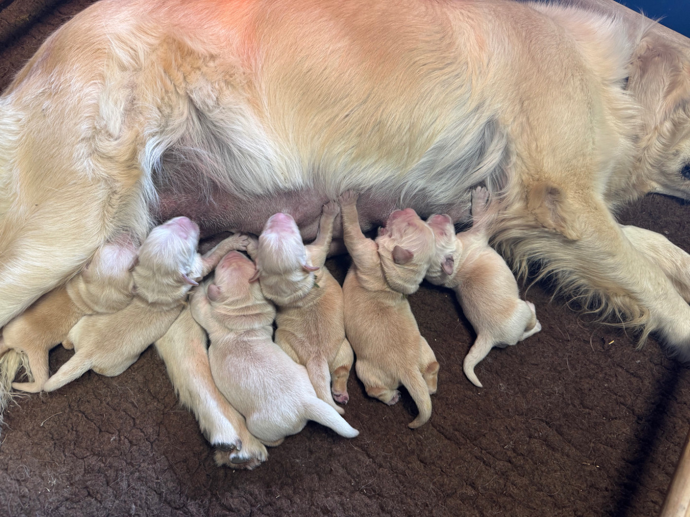 6 petits coeurs