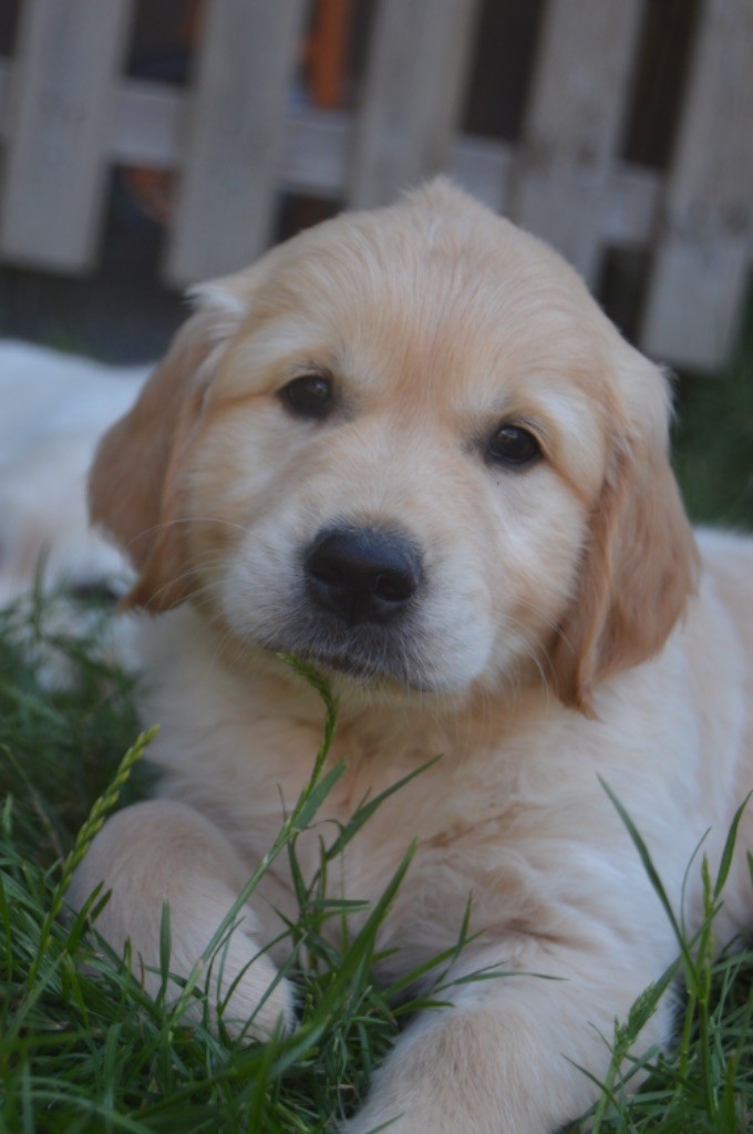 de l'Ecurie des Grands Bois - Chiots disponibles - Golden Retriever