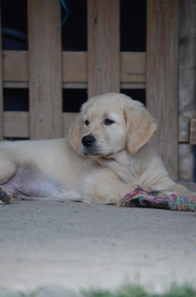 de l'Ecurie des Grands Bois - Golden Retriever - Portée née le 29/04/2025