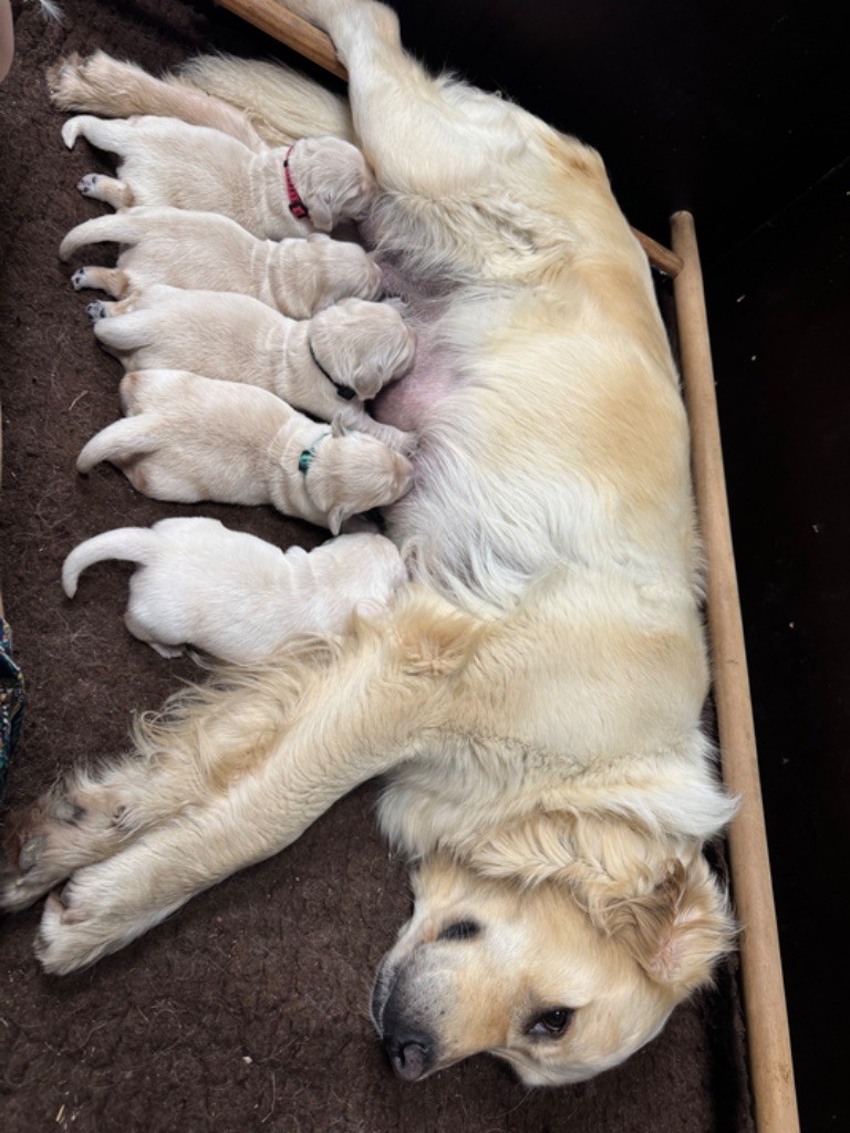 Chiot Golden Retriever de l'Ecurie des Grands Bois