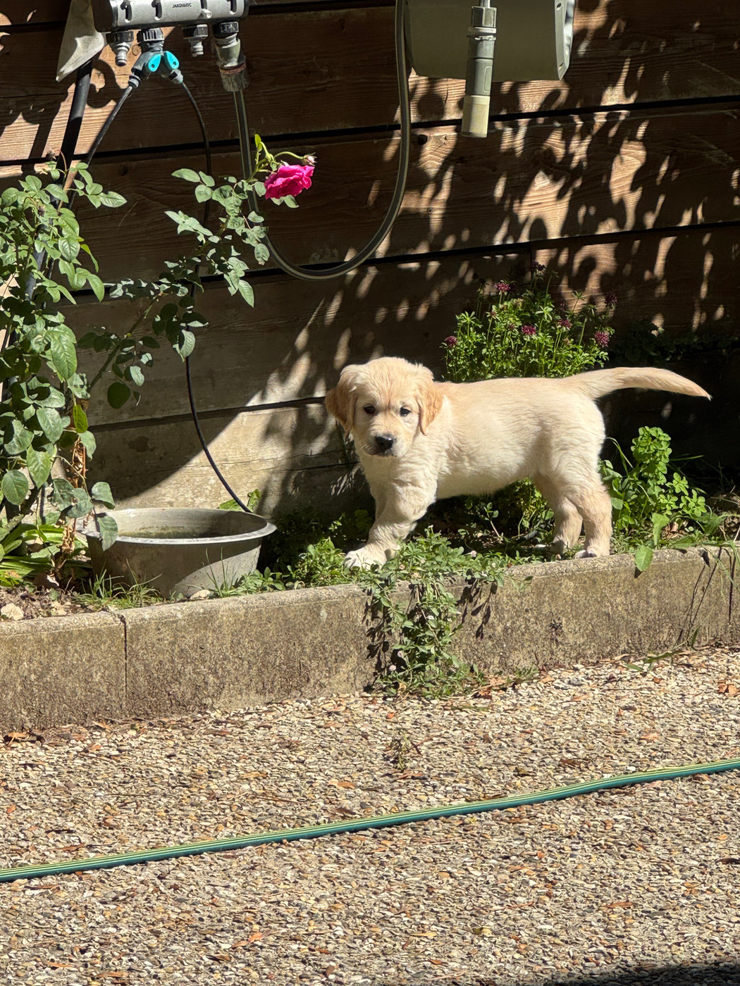 de l'Ecurie des Grands Bois - Golden Retriever - Portée née le 28/07/2026