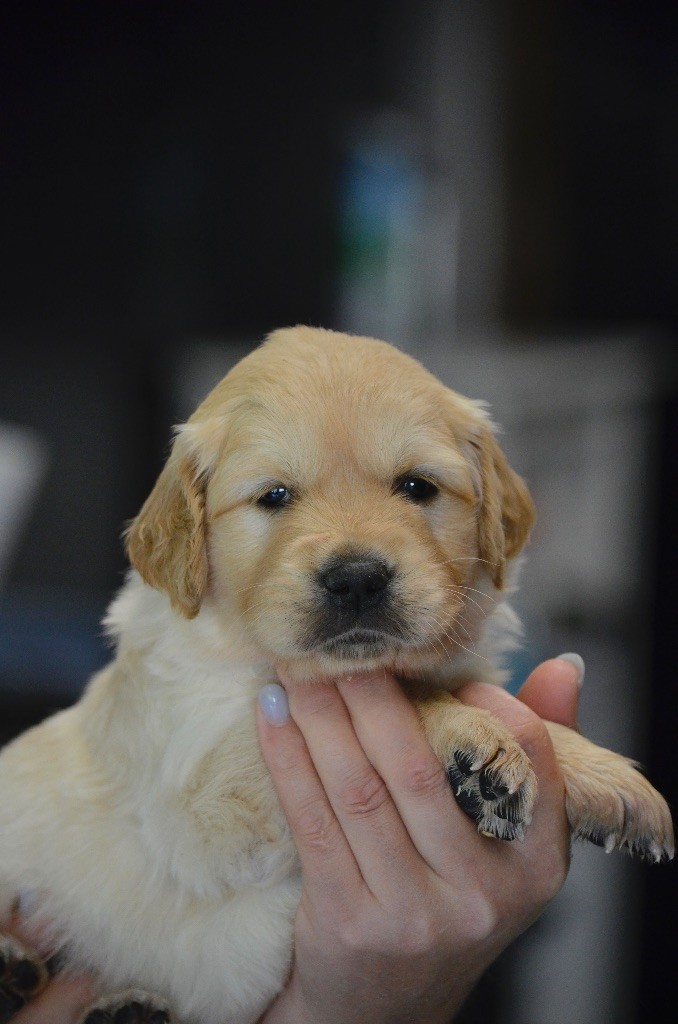 de l'Ecurie des Grands Bois - Chiots disponibles - Golden Retriever