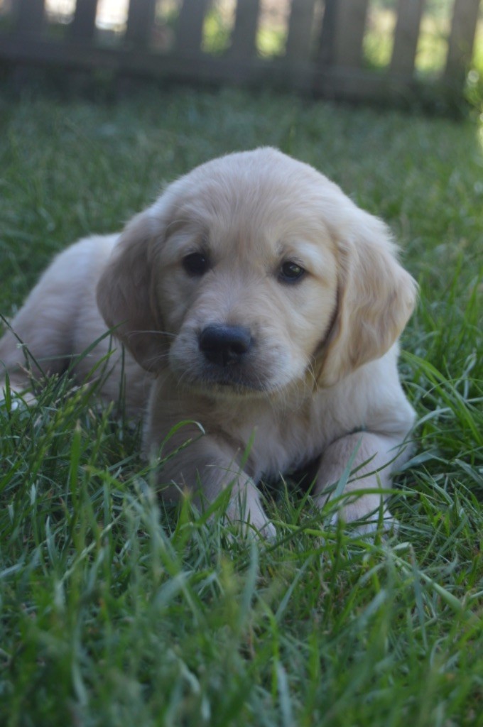 de l'Ecurie des Grands Bois - Chiots disponibles - Golden Retriever