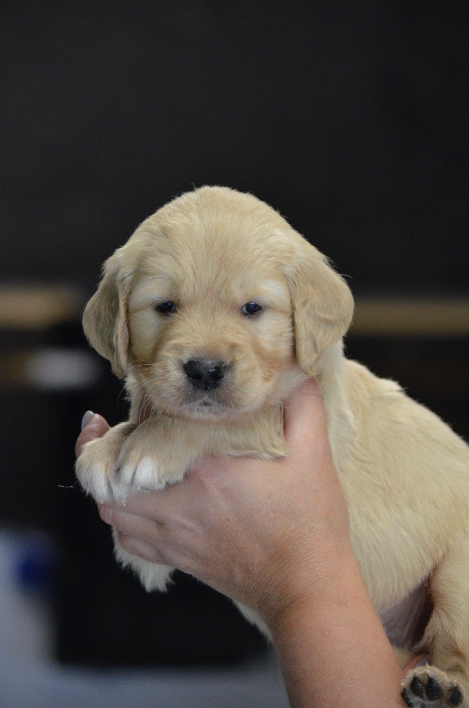 de l'Ecurie des Grands Bois - Chiots disponibles - Golden Retriever