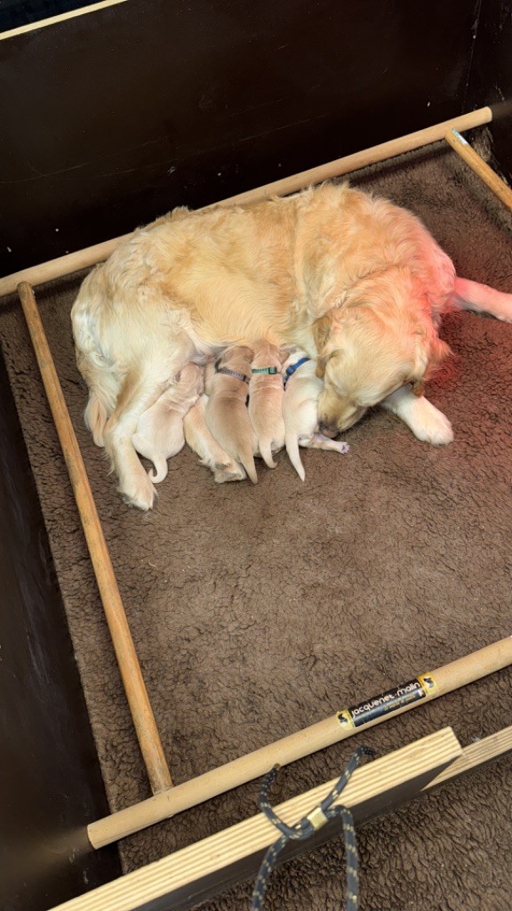Chiot Golden Retriever de l'Ecurie des Grands Bois