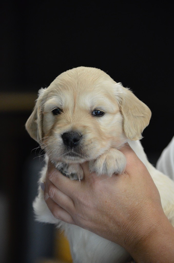 de l'Ecurie des Grands Bois - Chiots disponibles - Golden Retriever