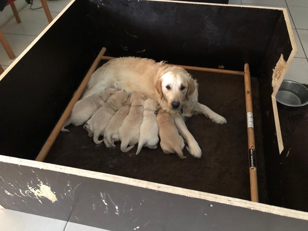 de l'Ecurie des Grands Bois - Golden Retriever - Portée née le 21/03/2023