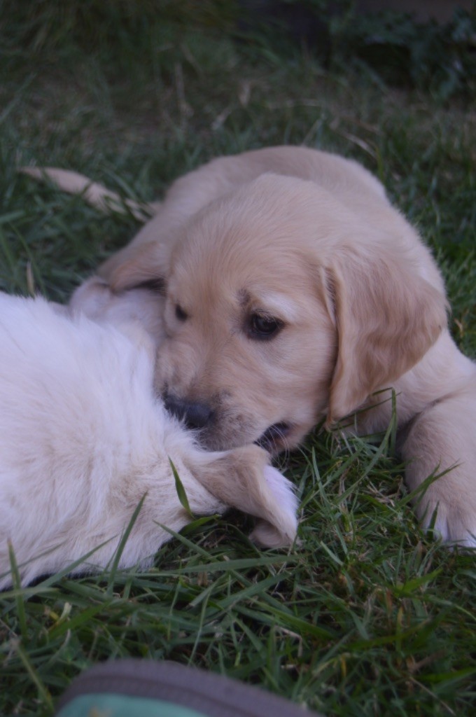 de l'Ecurie des Grands Bois - Chiots disponibles - Golden Retriever