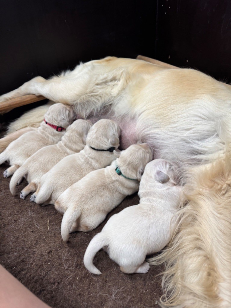 de l'Ecurie des Grands Bois - Chiots disponibles - Golden Retriever